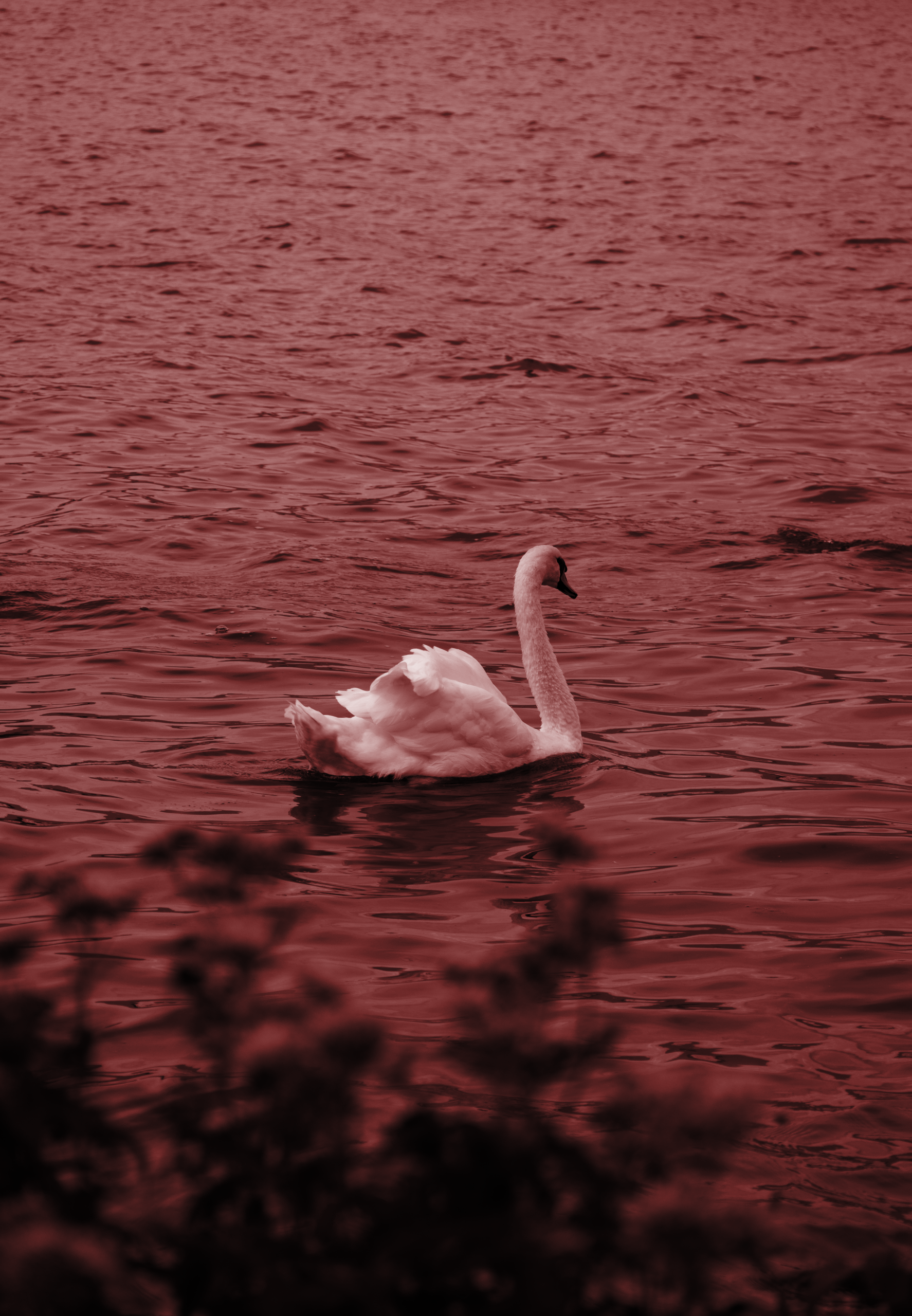 Cygne version normal sombre