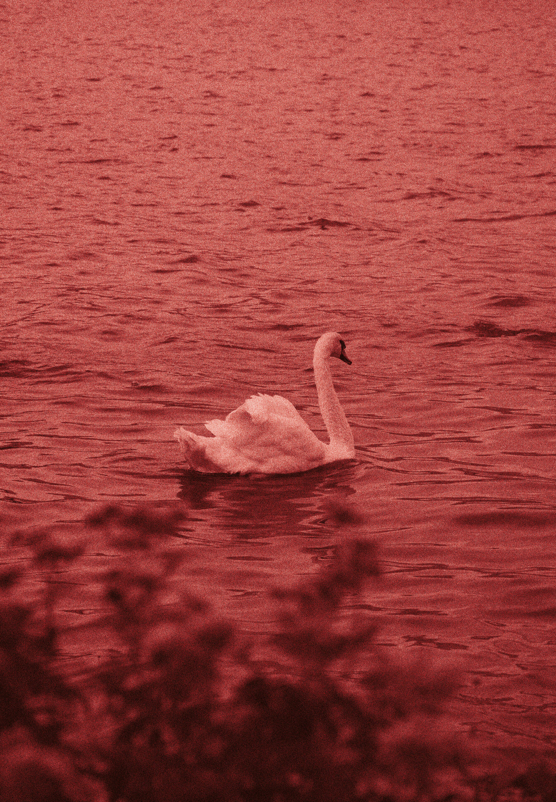 Cygne grain foncé